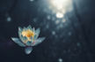 Coronavirus Yoga Nidra