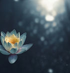 Image by Zoltan Tasi