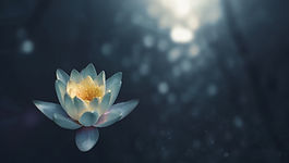 Image by Zoltan Tasi