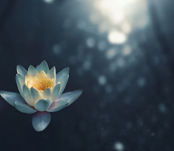 Image by Zoltan Tasi