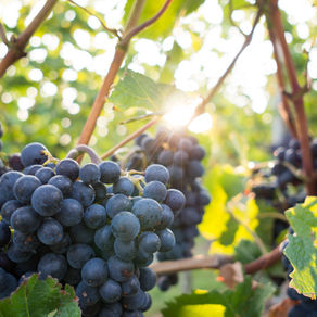 Lent Course - First Fruits - A brief summary of our first session