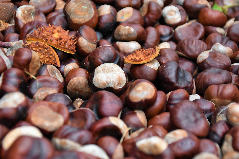 Chestnut Picking Day