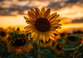 Image by Mike Marrah