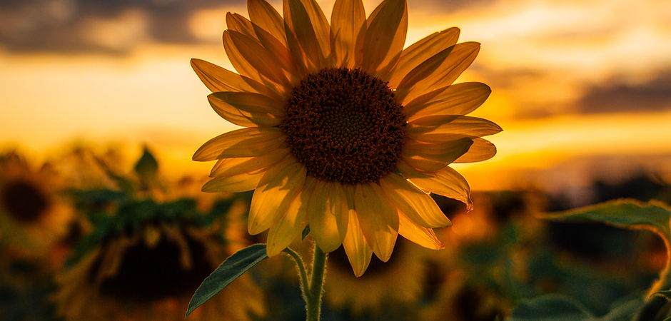 Image by Mike Marrah