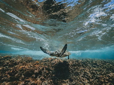 Image by Jakob Owens
