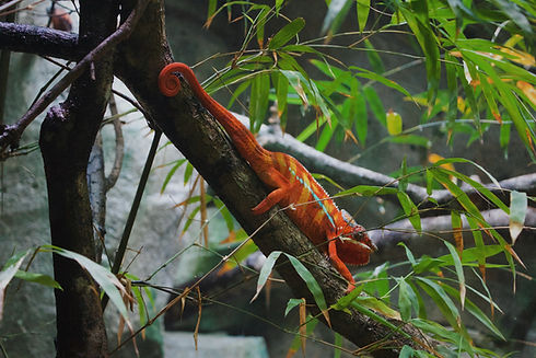 Orange chameleon_Paisley Chameleon