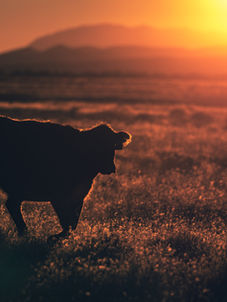 Ganado de carne con estrés térmico y menor consumo de alimento