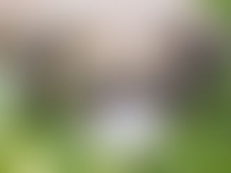 What is Eco-friendly for Dogs?