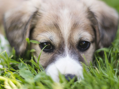 What is Eco-friendly for Dogs?