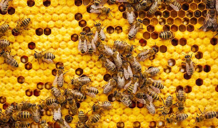 Abeilles en plein travail