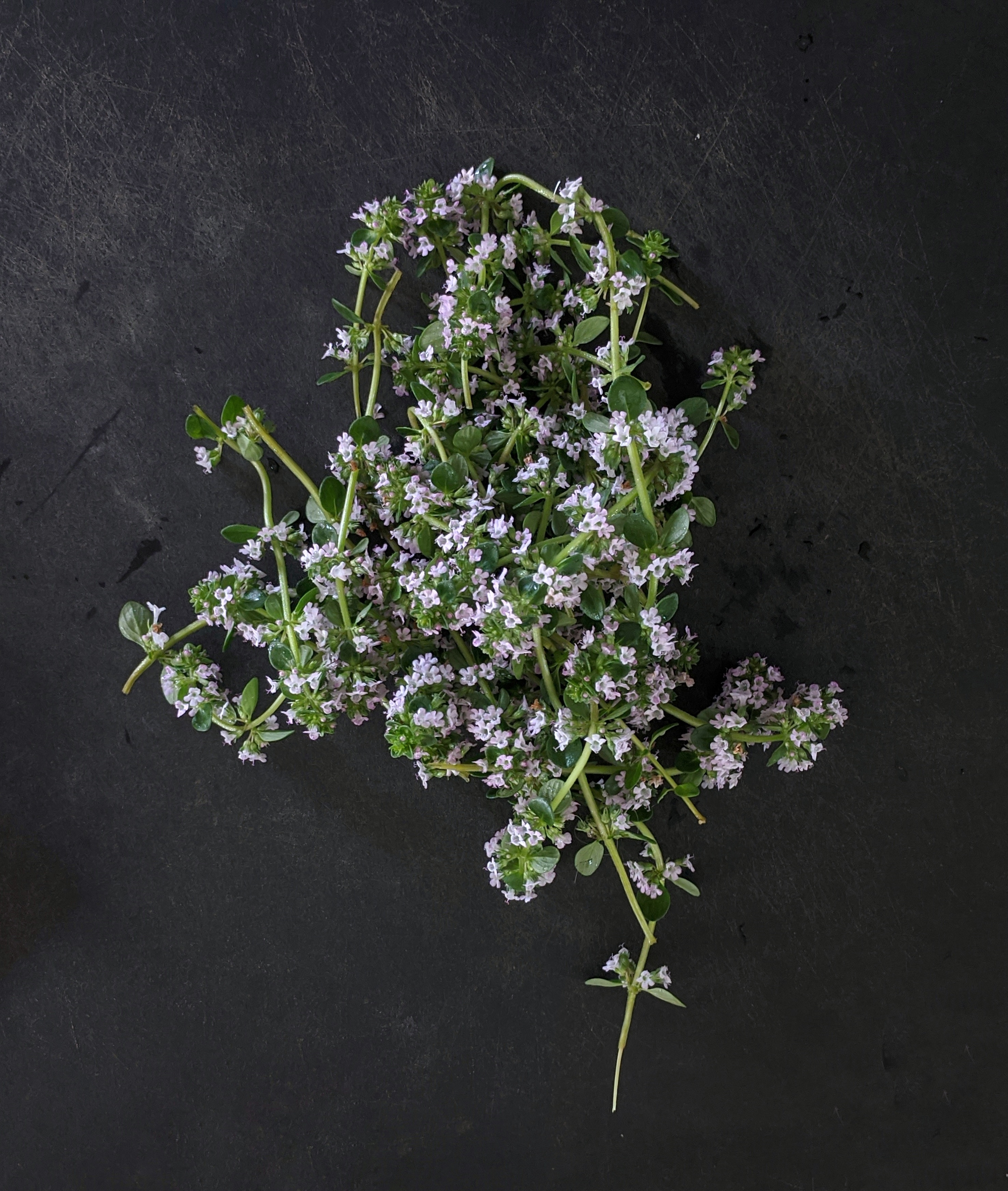 thyme for moroccan tea