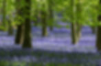 NOW FULL - Bluebell Ride