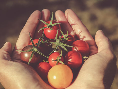 Tomatoes - July Edible Of The Month