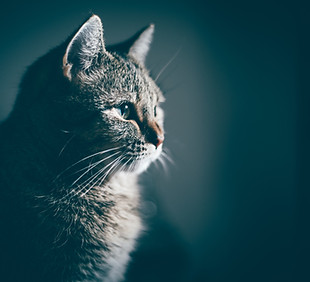 Image by Taylor Grote