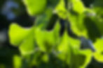 Planetary Tree Grid Network: Gingko