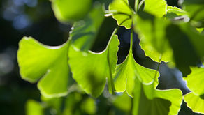 Beneficial Ginkgo Biloba