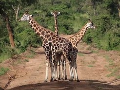 petit groupe ouganda