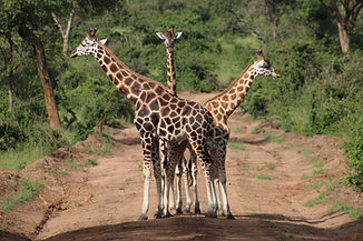 Image by Lisette Verwoerd