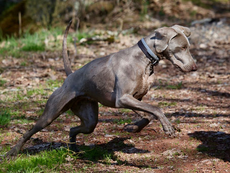 When Your Dog Needs Intestinal or Abdominal Surgery: Causes, Symptoms, and What to Expect