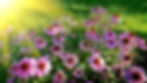 Climate Victory Gardens Zoom Webinar June 24 @ 7 pm