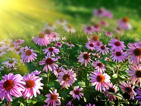 Making Your Garden Enjoyable All Year Round