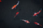 Image by Masaaki Komori