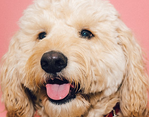 goldendoodle breeder