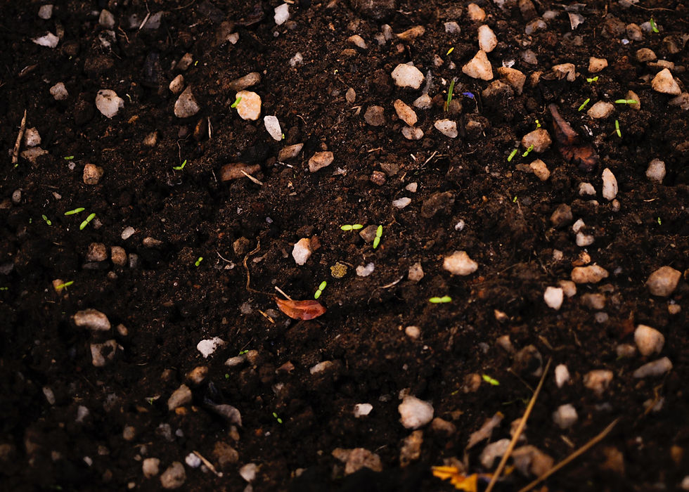 Close-up of dark soil with tiny green seedlings and scattered pebbles, suggesting new growth in a garden bed.