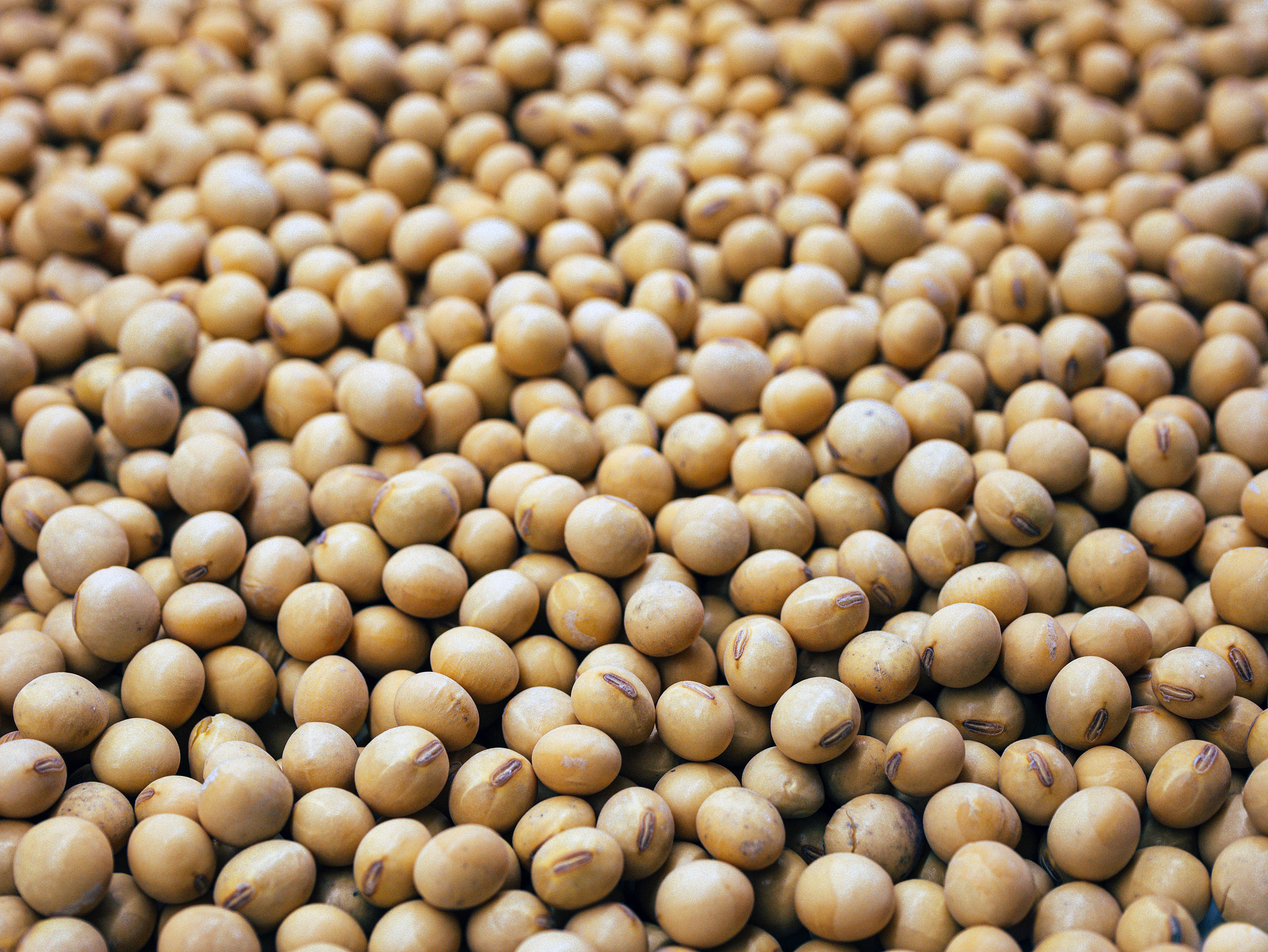 Nattokinase: The Natural Enzyme for Heart, Circulatory, and Long COVID Health