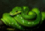Raptor and Reptile Feeding
