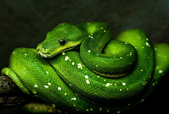 Image by David Clode