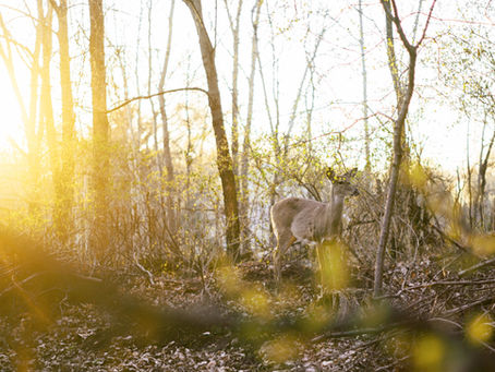 Jasper Resort in Springtime