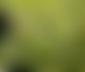 Green maze