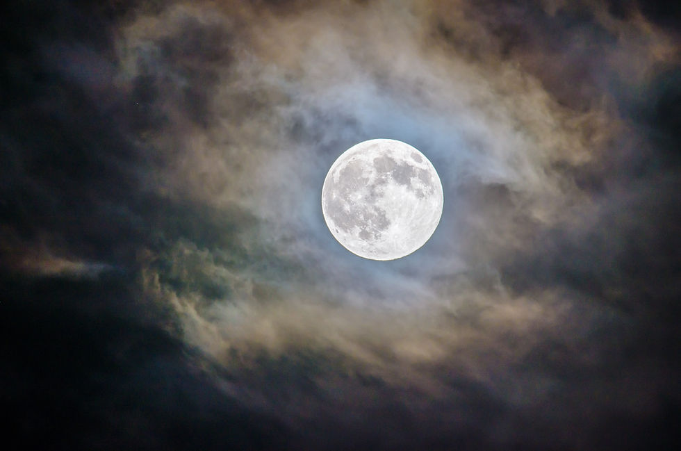 Native Crepuscular & Nocturnal Animals Presentation + Hike