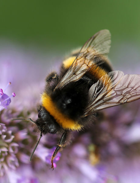Image by Sandy Millar