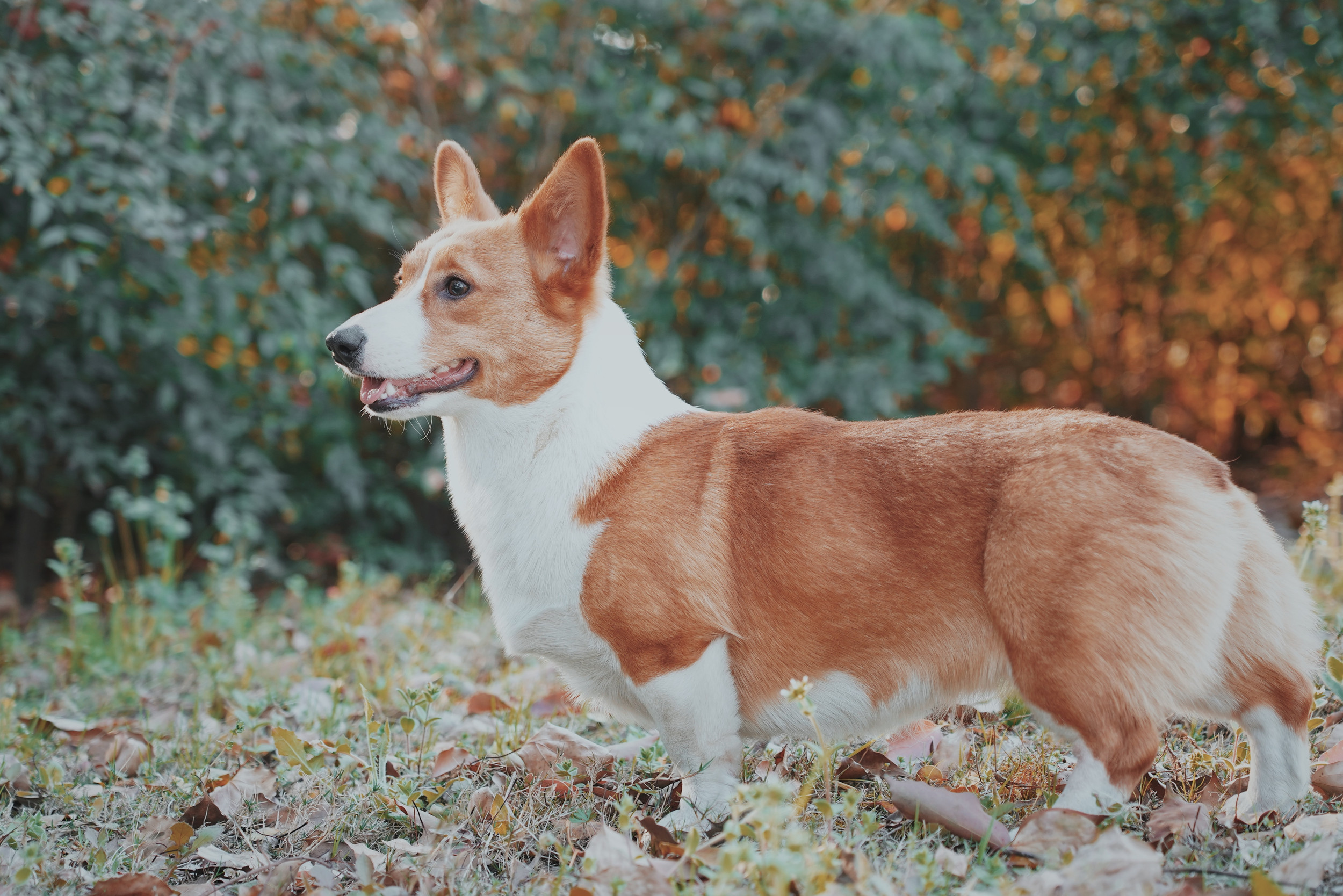 Corgi outlet breeders ontario