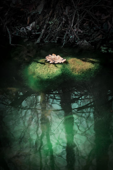 Image by Valentin Salja