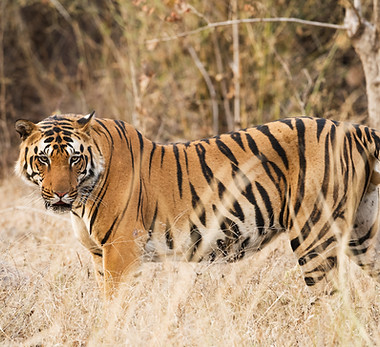 Tijger in Ranthambore National Park