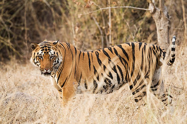 Wild animals in their natural habitat during a safari tour in India
