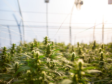 hemp farmer 2020 hemp co