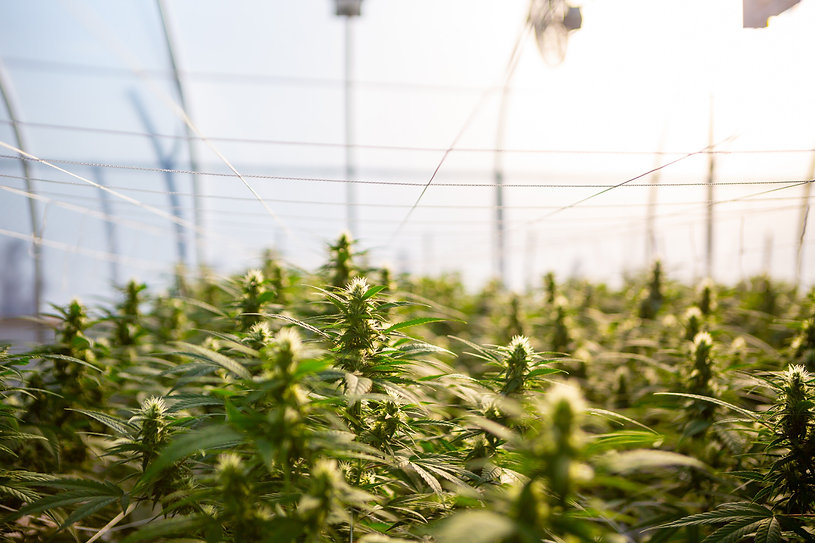 Cannabis Craft Grow