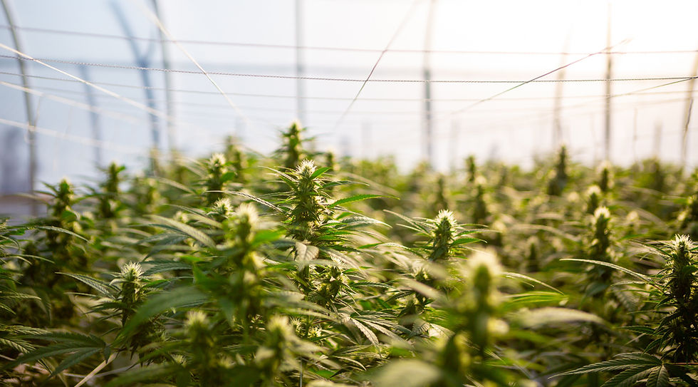 Cannabis Craft Grow