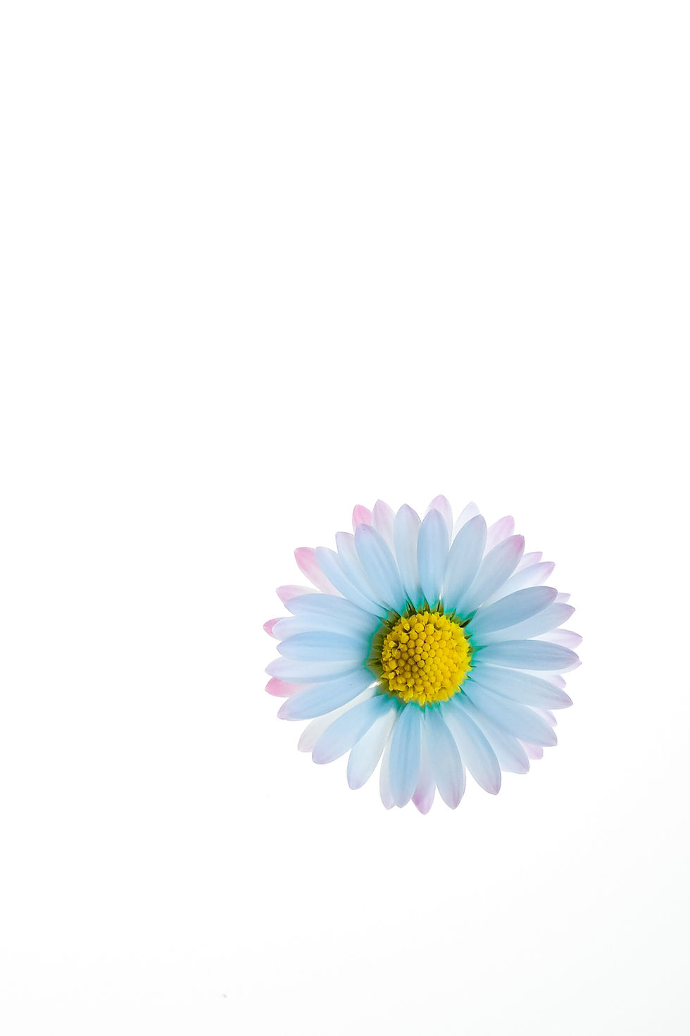 Blue daisy