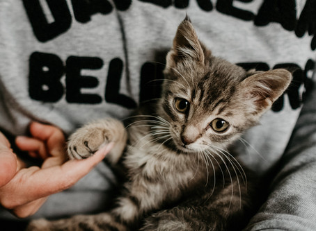 Wie du deiner Katze zeigen kannst, dass du sie liebst
