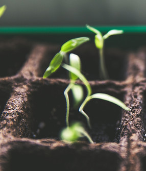 Image by Markus Spiske