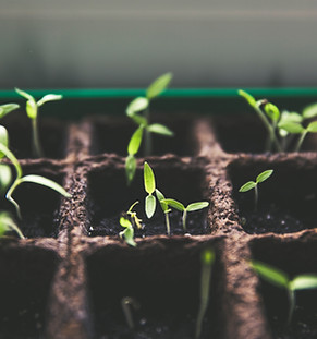 Quali sono le opportunità offerte dal verde e dall'economia circolare per gestire le risorse naturali in modo più efficiente?