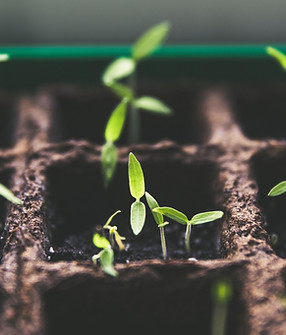 Image by Markus Spiske