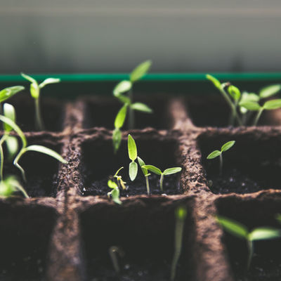 NSW Opens $1.1 Million Seed Vault to Safeguard Crop Genetics