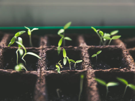 When is the Best Time to Plant? A Guide to Determining Planting Dates