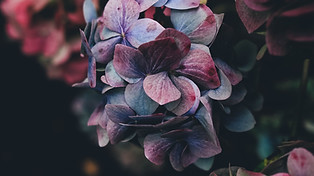 Image by Annie Spratt